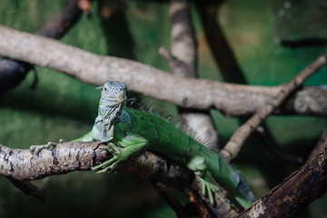 Riga, Latvia - July 19, 2024 - Green iguana resting on a tree branch, with detailed scales and a textured background of branches and greenery.