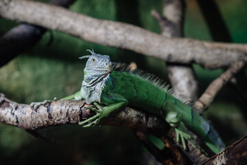 Riga, Latvia - July 19, 2024 - Green iguana resting on a tree branch, with detailed scales and a textured background of branches and greenery.