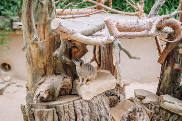 Riga, Latvia - July 19, 2024 - Meerkat perched on a wooden structure in an enclosure, with branches and logs creating a naturalistic habitat, observing its surroundings.
