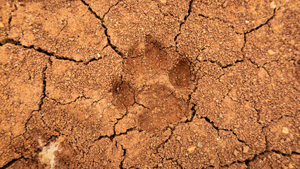 Top view of dog footprints on cracked ground, the dried earth with clay and sand. Concept of drought and global warming.