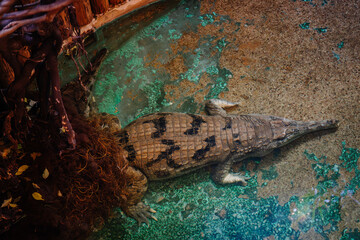 Riga, Latvia - July 19, 2024 - A crocodile submerged in water near a tree root, with its body and...