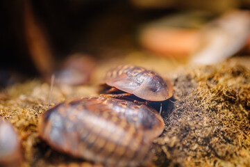 Riga, Latvia - July 19, 2024 - Close-up of two brown beetles on a textured surface, showcasing their shiny shells and natural habitat in a macro perspective.