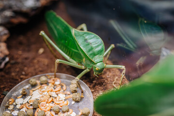 Riga, Latvia - July 19, 2024 - A close-up of a green leaf insect next to a dish of food, highlighting its camouflage abilities and natural habitat.