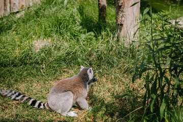 Obraz premium Riga, Latvia - July 19, 2024 - A ring-tailed lemur sitting on the grass in a lush, green outdoor habitat, with its striped tail extended behind it.