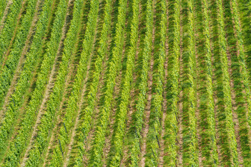 Enjoy the scenic aerial view of lush green agricultural fields neatly cultivated in perfect rows, vinyard