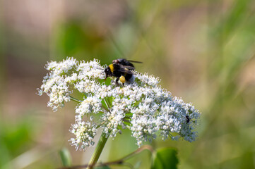 Wild-Biene auf Blume, Makro