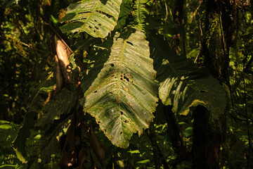 rainforest plants in the Tenorio National Park in Costa Rica