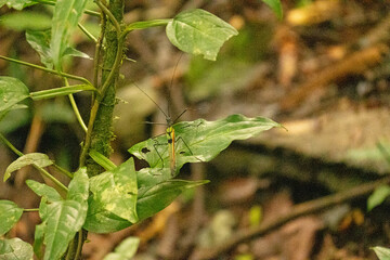 rainforest plants in the Tenorio National Park in Costa Rica