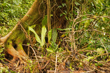 rainforest plants in the Tenorio National Park in Costa Rica