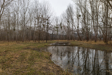 Floodplain forest. Trees growing in water. Wild nature. Pond and trees