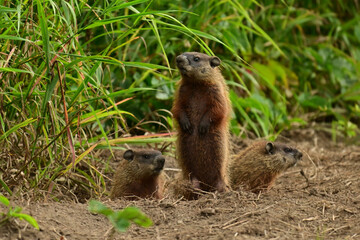 Three baby groundhogs explore the outside of their den along the edge of a wind row of an agriculture field