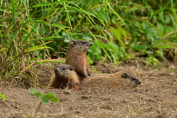 Three baby groundhogs explore the outside of their den along the edge of a wind row of an agriculture field