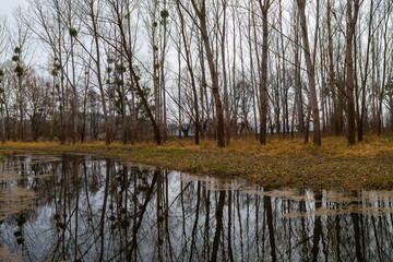 Floodplain forest. Trees growing in water. Wild nature. Pond and trees