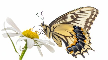 bright tropical butterfly on daisy flower. copy space