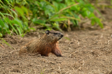 A baby groundhog explore the outside of its den along the edge of a wind row of an agriculture field