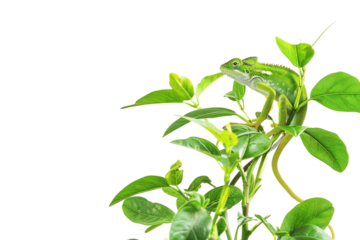 Animal Species with Mutualistic Relationship