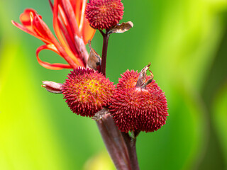 Nephelium mutabile Blume, Makro, Portrait