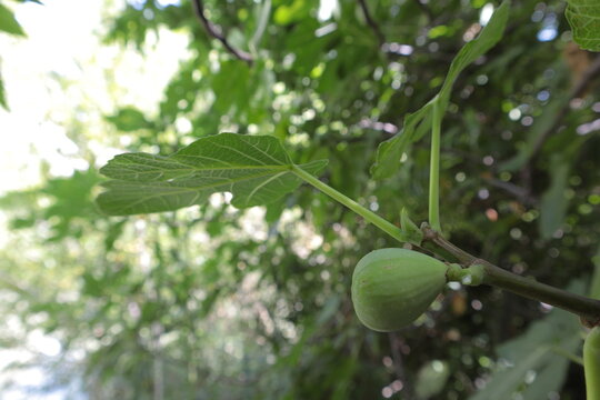 higo  higuera verde natural sano