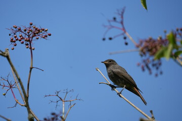 black redstart sitting on a branch in horgen zurich against a blue sky