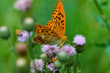 A vibrant butterfly is peacefully resting on purple wildflowers in the natural environment