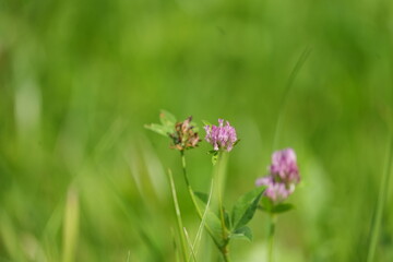 pink flower on green background