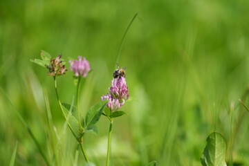 bees zooming around a flower, green wallpaper lush background summer