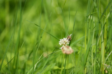 bee zooming around a flower in horgen switzerland macro photogrpahy