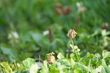 tranquil spring foliage wallpaper green flowers