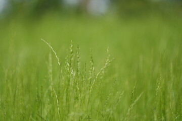 green grass in the morning, flowering grass, wallpaper, tranquil, bokeh background