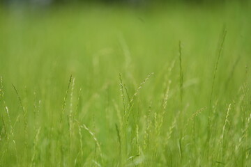 green grass in the morning, flowering grass, wallpaper, tranquil, bokeh background