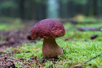 Elegant Mushroom in a Misty Forest with autumn vibes, biodiversity, beauty, and ecosystem