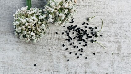 Dried onion flower seeds on the table.
