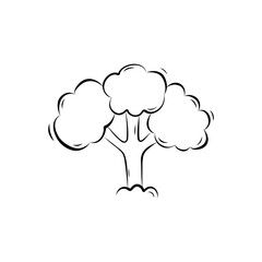 Broccoli sketch. Simple vector illustration in doodle style