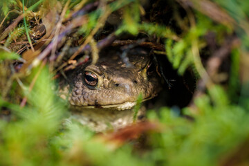 An intricate portrayal of a frog blending into the rich natural environment of a forest
