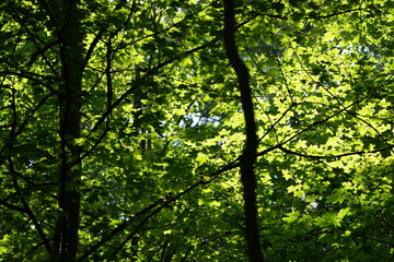 sun shining through trees, summer foliage wallpaper of horgen switzerland zurich