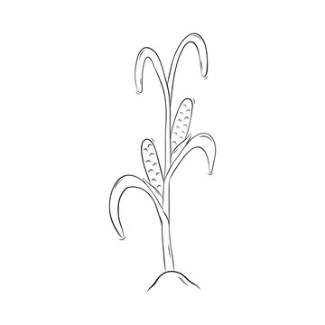 recommend clip art: Sketch of corn plant with cobs. Simple vector illustration in doodle style