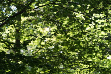 green leaves background tranquil wallpaper of european swiss forest horgen switzerland