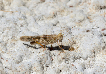Alkali Grasshopper (Trimerotropis salina) Perched on White Sands in Colorado