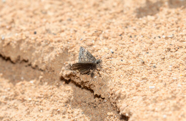 Afranius Duskywing Butterfly (Erynnis afranius) Perched on Sandy Ground in Colorado