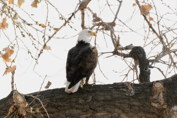 An adult Bald Eagle (Haliaeetus leucocephalus) Perched on a Branch in Colorado