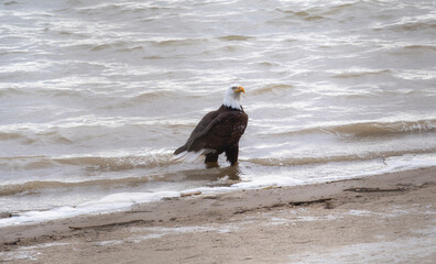 An adult Bald Eagle (Haliaeetus leucocephalus) Standing in Water on a Colorado Shore