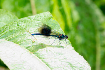 Banded Demoiselle Dragonfly (Calopteryx splendens) Resting on a Leaf in the United Kingdom; England