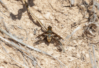 Bee Fly (Exoprosopa Fascipennis) in  Colorado On Dry Ground