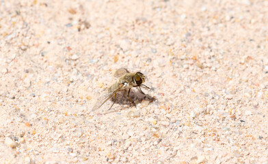 A Bee Fly in the Genus Villa Perched on Sandy Ground in Colorado