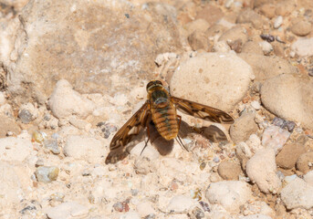 Bee Fly (Poecilanthrax Arethusa) Resting on Gravel in Colorado