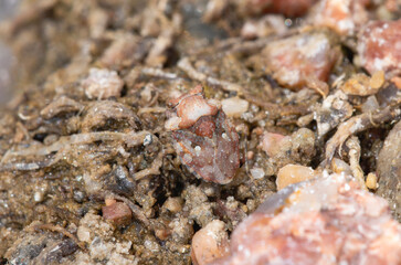 Big-Eyed Toad Bug (Geltocoris oculatus) in Colorado