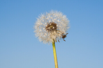 close up of dandelion flowers on the field