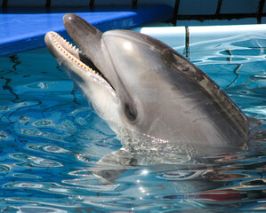 Graceful dolphins frolicking in captivity, a fascinating exhibition in the pool