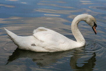 beautiful white swans swim on the lake in summer