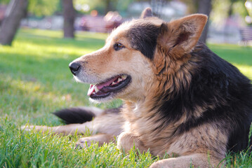close-up of a beautiful dog resting in the grass